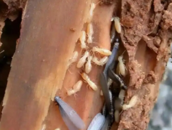 湘桥白蚁防治公司分享商铺与写字楼白蚁防治，商用建筑防虫方案